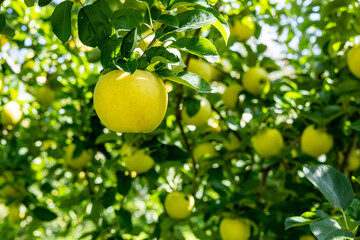 Shinano Gold, a delicious apple variety from the orchard.