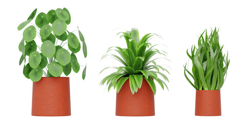 Indoor plants on terracotta planter