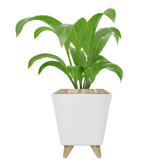 Indoor plant on white planter