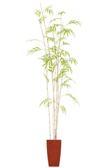 Fototapeta na wymiar Indoor bamboo plant
