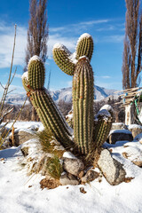 Snow covered cactus against a blue sky in Tafi del Valle, Tucuman, Argentina