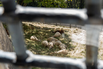 Sheep grazing on a lawn in the shadow , photographed through an old window 