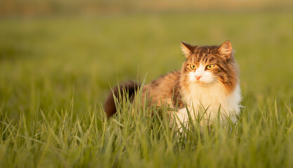 A fluffy cat is sitting in the green grass