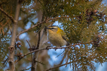 Common Firecrest perched on a tree branch in the morning light