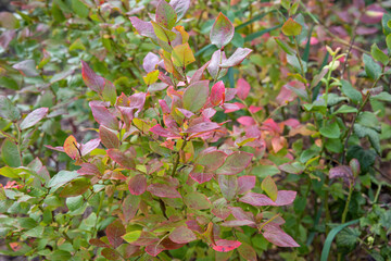 reddened leaves of blueberry bushes in the garden from water and cold.