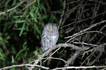 African Scops-owl late night high up in a dry tree in Nmaibia