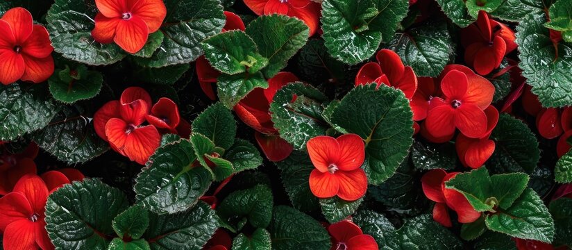 Carpet plant or Episcia with vibrant red blossoms and foliage.
