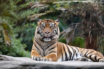 横になるスマトラトラのポートレート