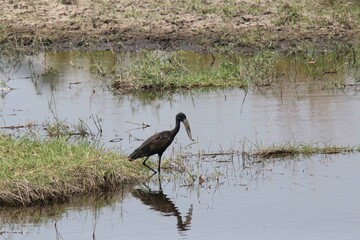 African openbill reflection in shallow river bank in Namibia