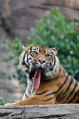 舌を出して振り向くスマトラトラ