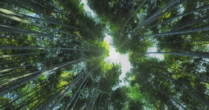 bamboo forest upward view clean healthy enviroment concept,arashiyama grove sagano kyoto