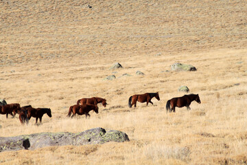 wild horses in the steppes