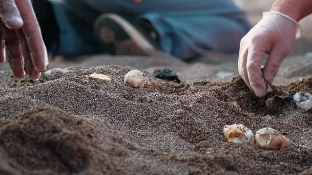 The hands of specialists in gloves help small sea turtles Caretta Caretta listed in the Red Book to hatch from an egg