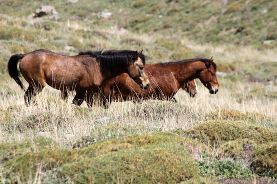 wild horses in the steppes