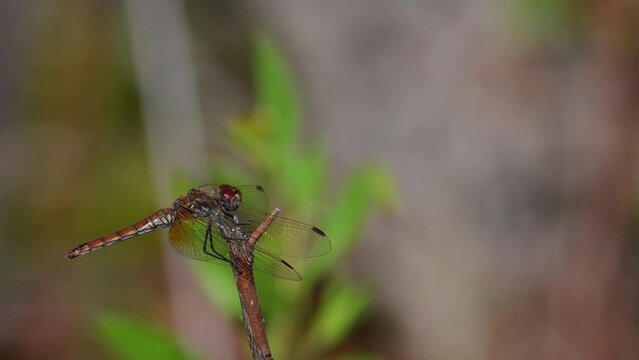 Libellula con partenza rallentata