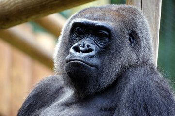Gorille
