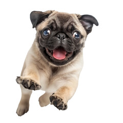 pug puppy jumping on a transparent background