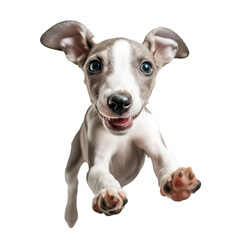 young whippet jumping on a transparent background