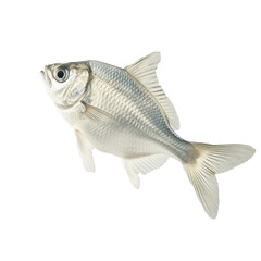 isolated fish on a transparent background