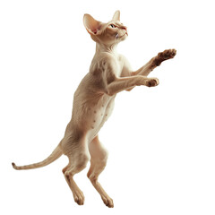 sphynx kitty jumping on a transparent background