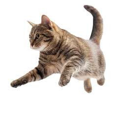 stray cat jumping on transparent background