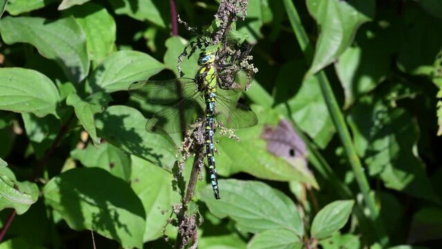 Aeshna cyanea maschio posato in mezzo alle ortiche