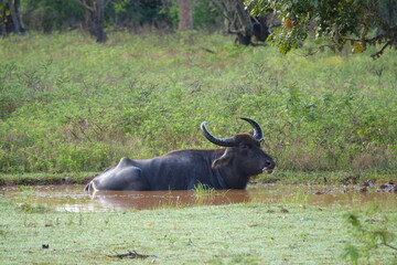 water buffalo in the wild