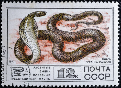 Soviet Union, circa 1977 : USSR post stamp from the  Animals series.With the image of a Central Asian cobra.Series "Venomous snakes, useful for medicinal purposes"of the USSR, circa 1977
