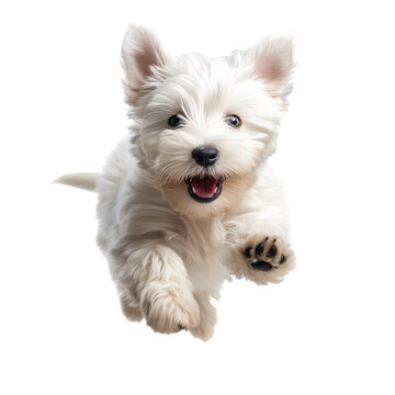 westi terrier on a transparent background jumping
