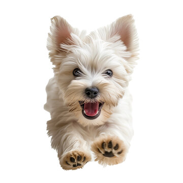 westi terrier on a transparent background jumping
