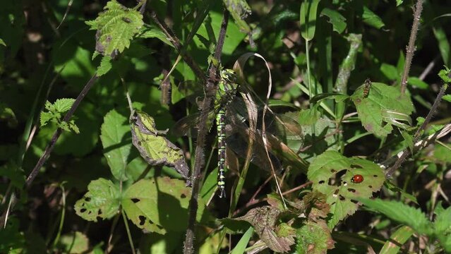 Aeshna cyanea femmina posata in mezzo alle ortiche