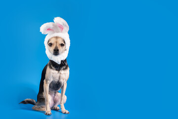 Easter dog with bunny ears, canine celebration, rabbit-themed holiday, pet in festive costume