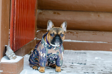 French bulldog. Decorative dog. Fighting, hunting dog. Pet. Clothes for the animal.