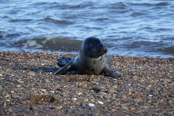 young grey seal (Halichoerus gryus) resting on UK beach in winter