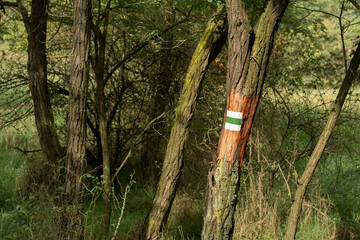 Hiker Markings on a Tree in the Forest
