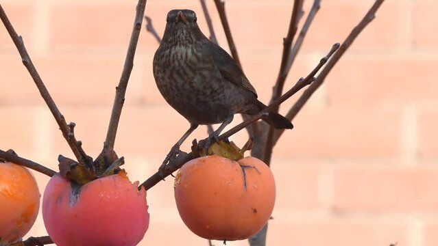 Merlo femmina in alimentazione su pianta di caco