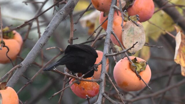Merlo maschio mentre mangia frutta