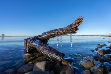 icicles on broken frozen tree in lake constance in clear winter weather 
