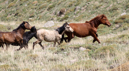 Naklejka na ściany i meble wild horses in the steppes