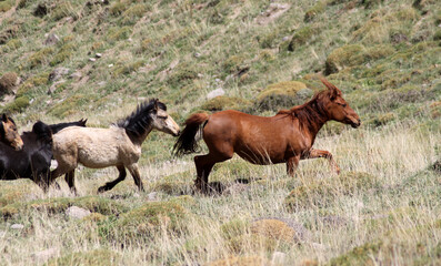 wild horses in the steppes