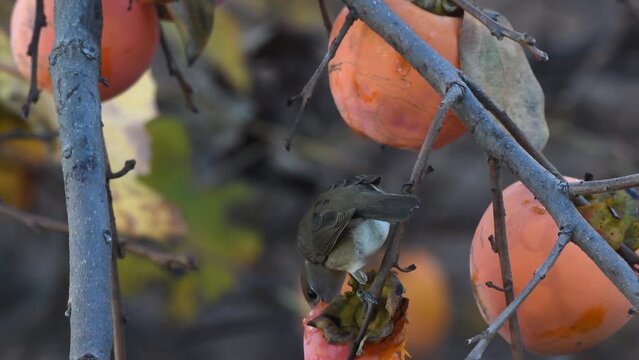 Capinera femmina su ramo in giardino che mangia frutta