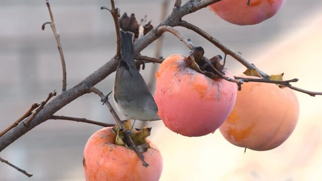 Capinera femmina su ramo in giardino che mangia frutta