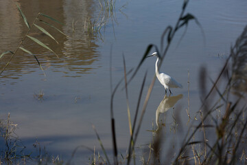 Birds in the wild feel safe