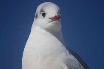 black-headed gull