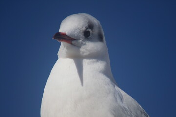 black-headed gull