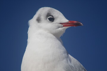 black-headed gull