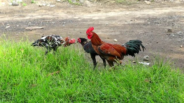 Fighting cocks in some regions in Indonesia, the event is cockfighting