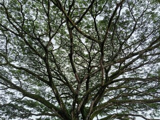 trees in the park