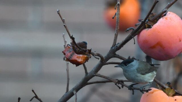 Capinera maschio su ramo in giardino che mangia frutta