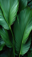 Close up view of beautiful green palm leaves. Tropical jungle background .